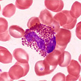 eosinophil